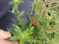 Cinnamon Bug