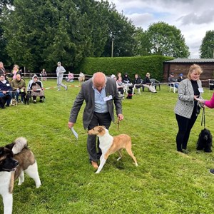 Whixall Social Centre Whixall Companion Dog Show 2024