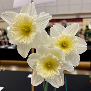 Mannings Heath & District Horticultural Society Photo Gallery