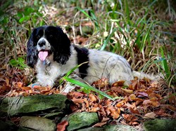 The Friends of Scarborough Valley Gardens Home
