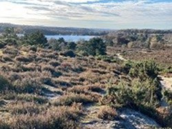 Frensham large pond – although with the gorse and heather you could be forgiven for thinking this is Scotland. ©RW