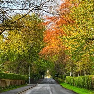 The Avenue, Swarland