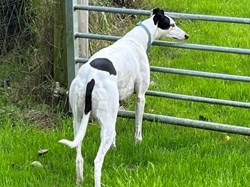 Greyhound Trust Shropshire & Borders Pearl