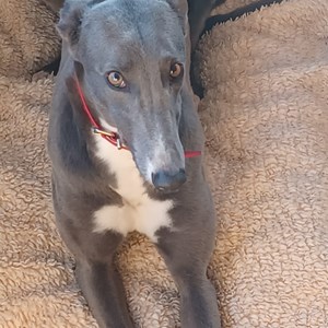 Greyhound Trust Shropshire & Borders Mandy