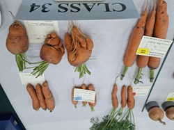 Bucklebury and Marlston Horticultural Society Autumn Show Report 2026