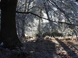 Frosted woodland bank