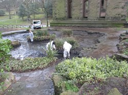 Clearing the lily pond
