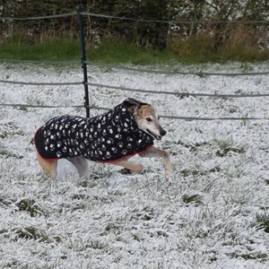 Greyhound Trust Shropshire & Borders James