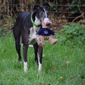 Greyhound Trust Shropshire & Borders Boe