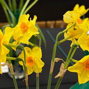 Mannings Heath & District Horticultural Society Photo Gallery