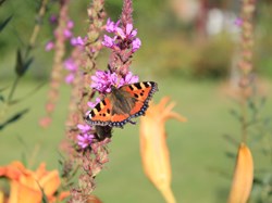 Small Tortoiseshell