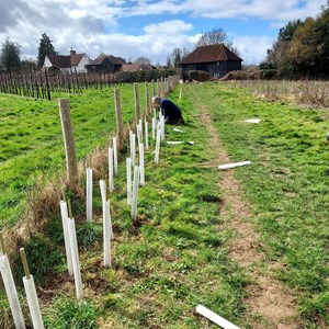 BMAT Firmins Field