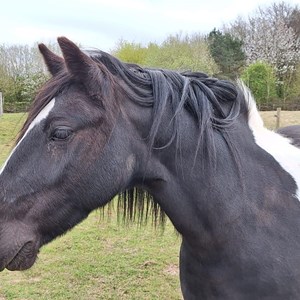 Louth & District Lions Lincolnshire Wolds RDA