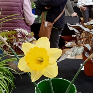 Mannings Heath & District Horticultural Society Photo Gallery