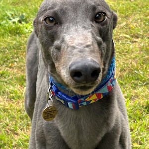 Greyhound Trust Shropshire & Borders Cucumber - RESERVED