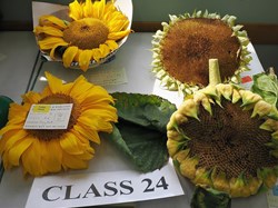 Bucklebury and Marlston Horticultural Society Autumn Show 2025