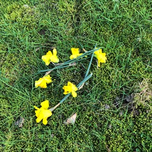 Asenby Parish Council Community Park