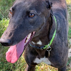 Greyhound Trust Shropshire & Borders Belinda