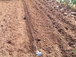 Bank up soil to form a ridge