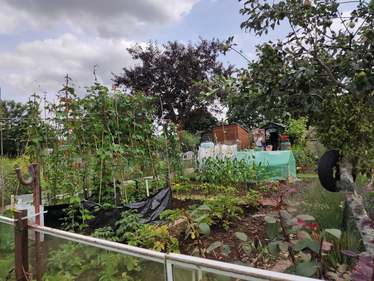 2nd place Oakley’s Best Allotment