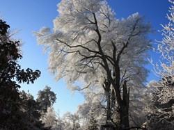 Frosted tree