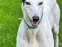 Greyhound Trust Shropshire & Borders Pearl