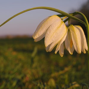 Evening flitillary, Lugg Meadows