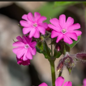 Red Campion