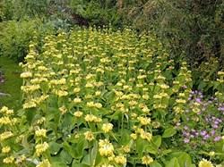 Sutton Valence Gardeners Association News