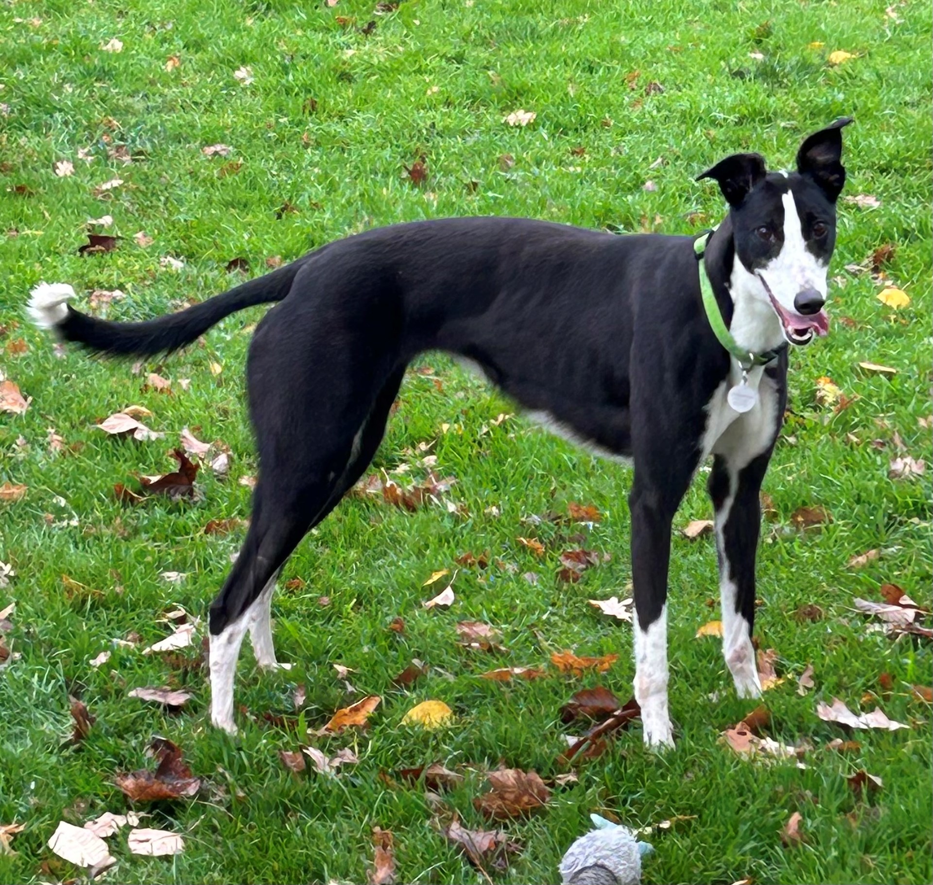 Greyhound Trust Shropshire & Borders Emma