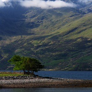 05. Tree Loch Duich