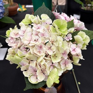 Mannings Heath & District Horticultural Society Photo Gallery