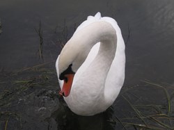 Swan