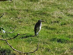 Baby heron on our last walk.