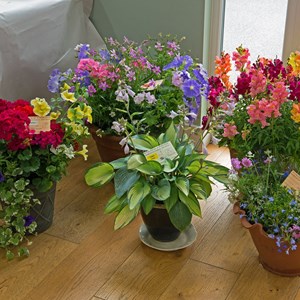 Bucklebury and Marlston Horticultural Society Summer Show Report 2024