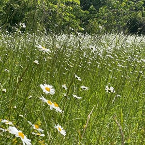 Sustainable Bourne Valley Hirst Meadow