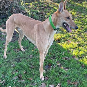 Greyhound Trust Shropshire & Borders Bailey