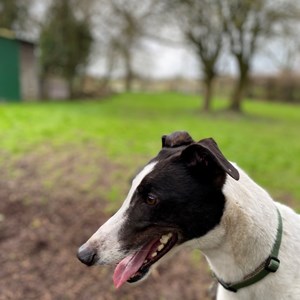 Greyhound Trust Shropshire & Borders Conor