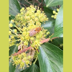 Buckland Dinham Nature Group