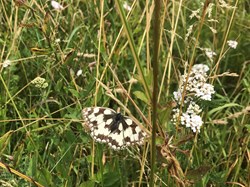 Sustainable Bourne Valley Lush Meadow