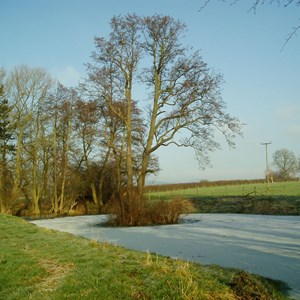 The Village Pond in Winter