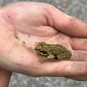West Dean Parish Council River Clearance 2025