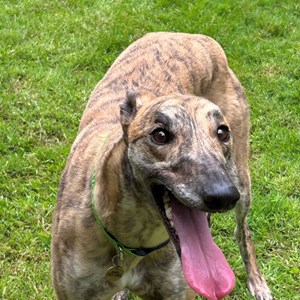 Greyhound Trust Shropshire & Borders Ninja